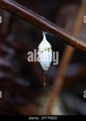 Eiersack der Weißen Spinne oder Kokon von Agroeca proxima, einer Spinnenart der Familie der Liocranidae Stockfoto