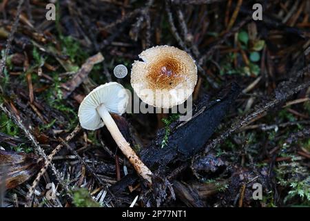 Lepiota castanea, allgemein bekannt als Kastaniendapperling, wildgiftiger Pilz aus Finnland Stockfoto