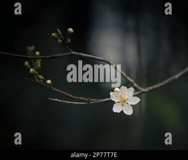 Kirschpflaume, Myrobalan-Pflaume, Prunus cerasifera blühen auf dunklem Hintergrund. Stockfoto
