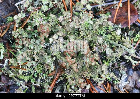 Cladonia gracilis subsp. Turbinata, eine Flechte aus Finnland, kein gebräuchlicher englischer Name Stockfoto