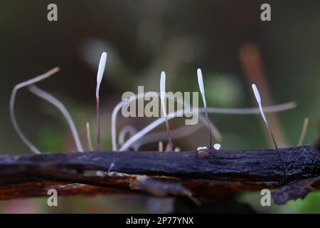 Typhula erythropus, bekannt als Rotschenkelpilz, wilder Pilz aus Finnland Stockfoto