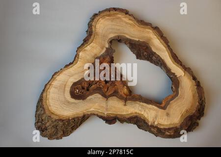 Querschnitt des Walnussbaumstamms auf grauem Hintergrund isoliert Stockfoto