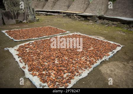 Das traditionelle Dorf Bena Village on Flores, im Hintergrund die konischen Strohhütten, in den Vordergrund zum Trocknen ausgelegten Kakaobohnen. Stockfoto