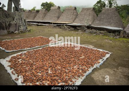 Das traditionelle Dorf Bena Village on Flores, im Hintergrund die konischen Strohhütten, in den Vordergrund zum Trocknen ausgelegten Kakaobohnen. Stockfoto