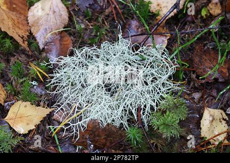 Usnea subfloridana, gemeinhin bekannt als Bart des alten Mannes, Bartflechten oder Bartmoos, Flechten aus Finnland Stockfoto