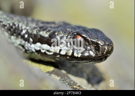 Adder (Vipera berus) Male on Flechten-Covered Rock, Northumberland National Park, England, Mai 2008 Stockfoto