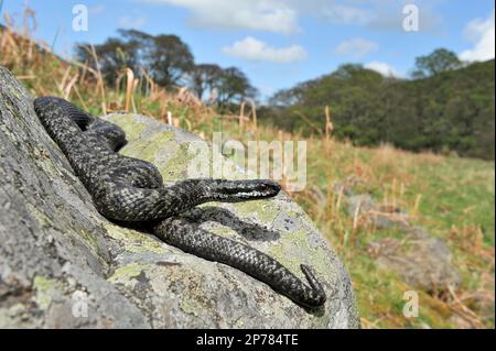 Adder (Vipera berus), männlich, sonnig auf Flechten-bedeckten Felsen, Northumberland National Park, England, Mai 2008 Stockfoto