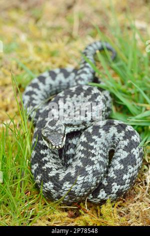 Adder (Vipera berus) Draufsicht auf Male, Cheviot Hills, Northumberland National Park, Northumberland, England, Mai 2015 Stockfoto