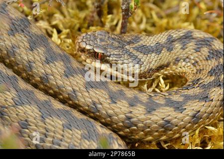 Adder (Vipera berus), Basking, Cheviot Hills, Northumberland National Park, Northumberland, England, Mai 2008 Stockfoto