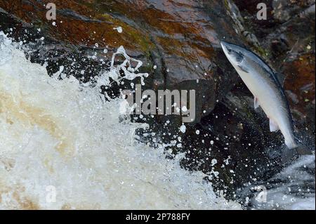 Atlantischer Lachs (Salmo Salar) springt beim Wandern zum Laichgrund, Fluss Shin, Sutherland, Schottland, Juli 2016 Stockfoto