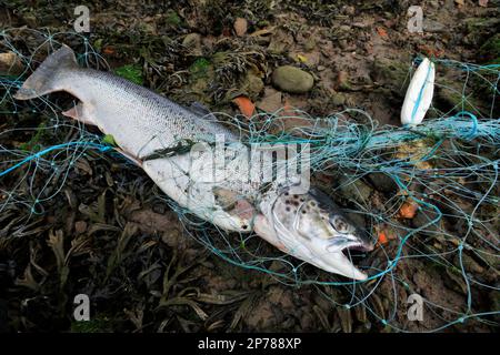 Geschlechtsreifer Atlantischer Lachs (Salmo Salar), der mit einem Kiemennetz aus Wildernholz auf dem Fluss Tweed in der Nähe von Berwick-upon-Tweed, schottische Grenzen, gefangen wird; Stockfoto