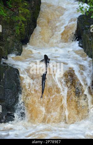 Atlantischer Lachs (Salmo Salar) springt über die Fischleiter, um flussaufwärts nach Laichen, Rogie Falls, Black Water River, Inverness-shire, Schottland, Juli Stockfoto