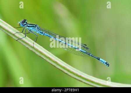 Azure Damselfly (Coenagrion puella), ruht auf gelbem Irisblatt am Teich in Three Hagges Wood Meadow, North Yorkshire, England, Juni 2021 Stockfoto