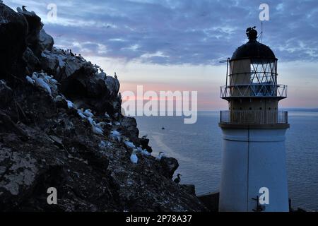 Felsenabschnitt mit nistenden nördlichen Tölpeln (Morus bassanus) und Leuchtturm auf dem Bass Rock bei Sonnenaufgang, Firth of Forth, Schottland, September 2010 Stockfoto