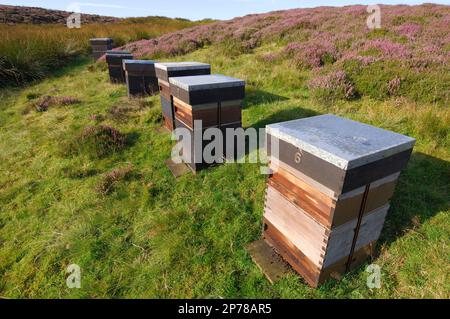 Bienenstöcke auf Heideland, damit sie Heidenhonig produzieren können, Lammermuir Hills, Berwickshire, Schottland, August 2007 Stockfoto