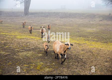 Eine große Herde weißer Schafe versammelt sich auf einer üppigen grünen Wiese, die Seite an Seite in einer friedlichen Atmosphäre steht Stockfoto