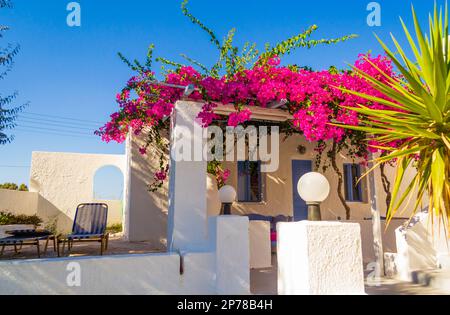 Traditionelle kykladische weiße Villa mit blühenden rosa Bougainvillea-Sträuchern auf dem Gipfel im Dorf Kamari am Strand, Insel Santorini Ostküste, Griechenland Stockfoto