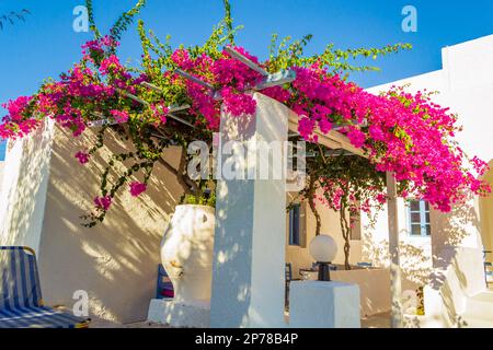 Traditionelle kykladische weiße Villa mit blühenden rosa Bougainvillea-Sträuchern auf dem Gipfel im Dorf Kamari am Strand, Insel Santorini Ostküste, Griechenland Stockfoto