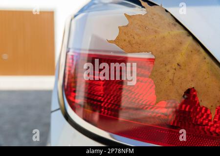 Trockenes Ahornblatt am Rücklicht des Fahrzeugs. Stockfoto