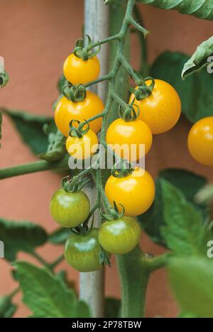 Gelbe Kirschtomaten, die beim Anbau von Lycopersicon esculentum reifen (Tomate „unbaby“) Stockfoto