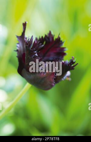 Tulipa „Schwarzer Papagei“, dunkellila, mit Fransen, unregelmäßige Tulpenblume Stockfoto