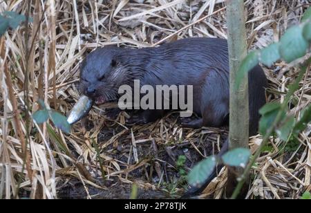 otter schwimmt herum, sucht nach Fisch und isst dann den Fisch Stockfoto