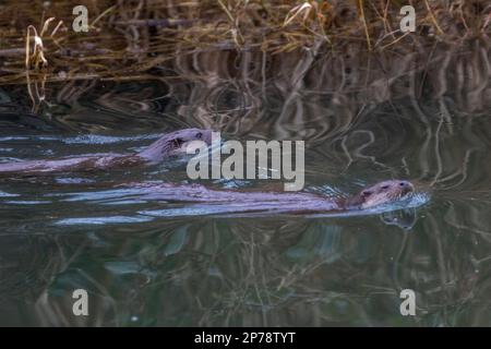 otter schwimmt herum, sucht nach Fisch und isst dann den Fisch Stockfoto