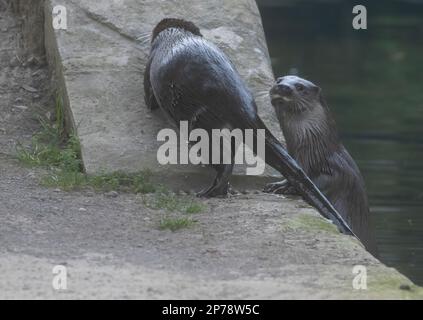 otter schwimmt herum, sucht nach Fisch und isst dann den Fisch Stockfoto