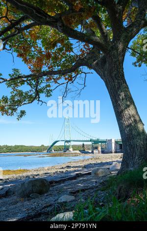 10 04 2022, Deer Isle, Maine, USA: Blick auf die von einem Baum umrahmte Hirschinsel-Brücke Stockfoto
