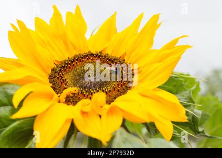 Die große Hummel sammelt Nektar von einer Blütensonnenblume Stockfoto