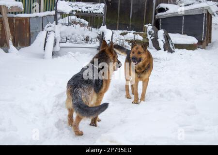 Im Winter spielen zwei Hunde auf dem Schnee im Hof Stockfoto