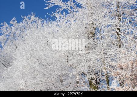 Sagenhafte Winterbäume mit Frost am Morgen Stockfoto