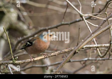 Fringilla Coelebs, männlicher Vogel Frühjahrspfeifer, rötlich rosa Gesicht und Unterteile blau graue Krone und Kastanienrücken weiße Flügelstange Stockfoto