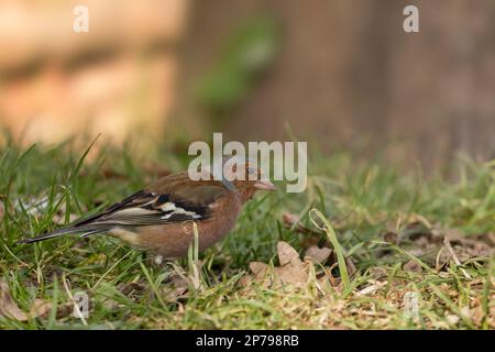 Fringilla Coelebs, männlicher Vogel Frühjahrspfeifer, rötlich rosa Gesicht und Unterteile blau graue Krone und Kastanienrücken weiße Flügelstange Stockfoto