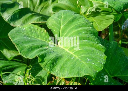 Nahaufnahmen aus dem hohen Winkel des grünen Taroblatts der Keladi-Blume sind nass vor Regen Stockfoto