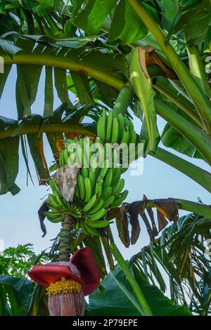 Grüne, unreife Bananen und Bananenherz hängen noch am Baum Stockfoto