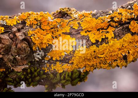 Gelber Pilz auf trockenem Ast im Waldmakro Nahaufnahme der geringen Tiefenschärfe. Stockfoto