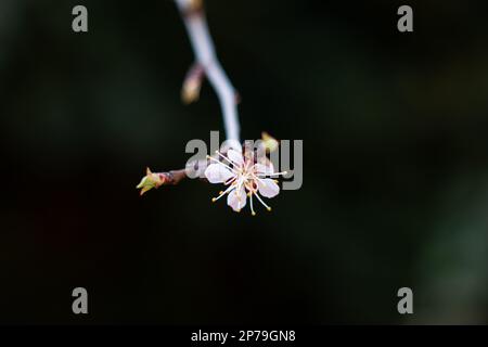 Einzelne kleine weiße blühende Apfelblume blüht im Frühling Nahaufnahme geringe Schärfentiefe. Stockfoto