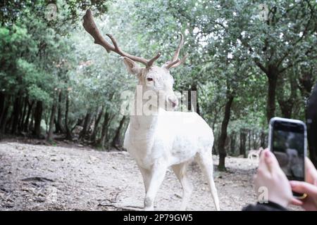 Porträt eines weißen Bucks Damhirsch, der mit einem Mobiltelefon fotografiert wird (nur die Hände sind zu sehen). Stockfoto