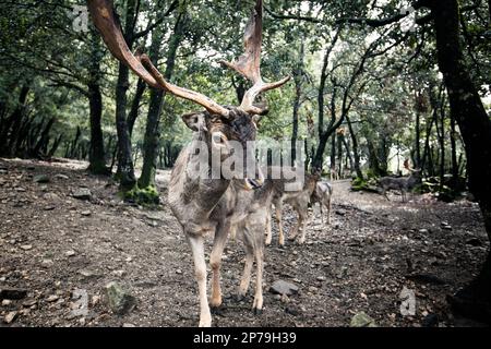 Porträt eines gewöhnlichen Damhirsches, von vorne gesehen, mit einem anderen Damhirsch im Hintergrund, in einem Wald. Stockfoto