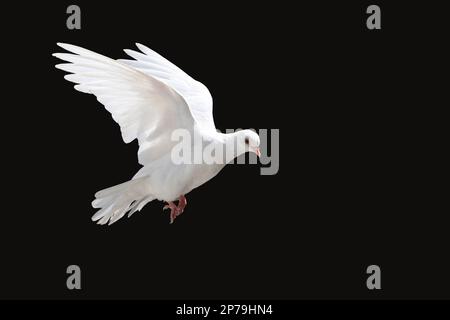 Weiße Taube fliegt, isoliert auf Schwarz Stockfoto