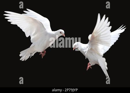 Weiße Tauben fliegen, isoliert auf Schwarz Stockfoto