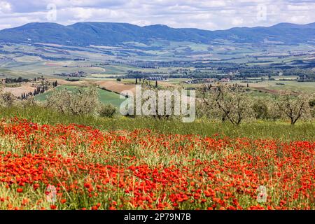 Landschaft mit Mohn und Olivenbäumen, San Quirico dOrcia, Toskana, Italien Stockfoto