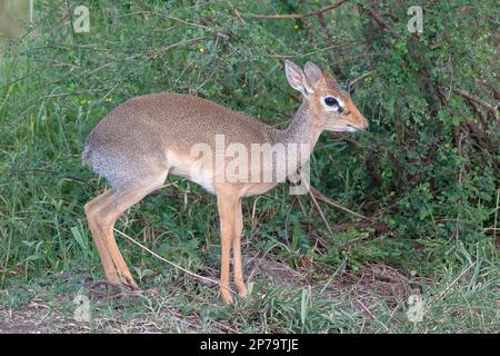 Dik (Madoqua), Serengeti-Nationalpark, Tansania Stockfoto