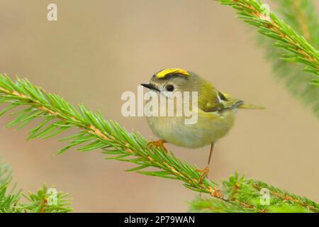 Winter Goldcrest (Regulus regulus), Goldcrest, auf einem Fichtenzweig sitzend, Singvögel, Tiere, Vögel, Siegerland, Nordrhein-Westfalen, Deutschland Stockfoto