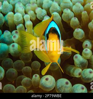 Roter Seeclownfisch (Amphiprion bicinctus) Anemonfisch mit zwei Bändern blickt direkt auf die Zuschauer, die zwischen den Tentakeln der Blasenanemone (Entacmaea) schwimmen Stockfoto