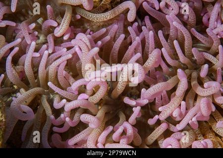 Nahaufnahme von Tentakeln der Seeanemone Corkscrew Anemone (Macrodactyla doreensis), Rotes Meer, Akaba, Jordanien Stockfoto