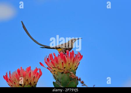 Cape Sugarbird (Promerops cafer), ausgewachsen, männlich, auf Blume, Protea, Botanischer Garten Kirstenbosch, Kapstadt, Südafrika Stockfoto