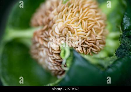 Nahaufnahme der Samen einer grünen Paprika. Selektiver Fokus. Stockfoto