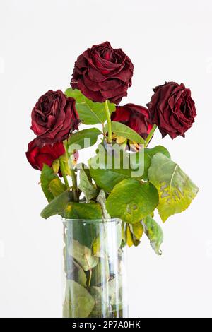 Strauß verblichener roter Rosen in einer Vase, isoliert auf weißem Hintergrund. Stockfoto